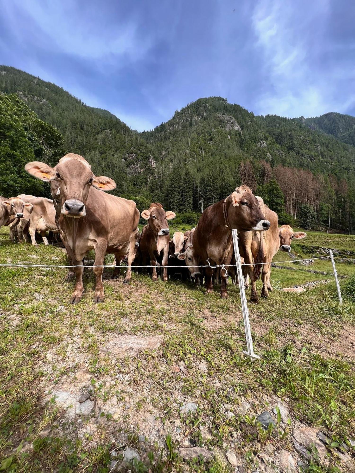 Botep Ai Tigli Bed & Breakfast San Pellegrino Terme Luaran gambar